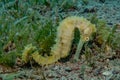 Hippocampus Sea horse in the Red Sea Royalty Free Stock Photo
