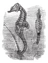 Hippocampus Syngnathus hippocampus or  short-snouted seahorse, vintage engraving Royalty Free Stock Photo