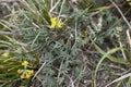 Hippocrepis comosa close up Royalty Free Stock Photo