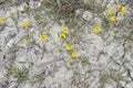 Hippocrepis comosa close up Royalty Free Stock Photo