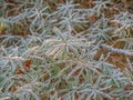 Hippophae frozen leaves with orange-yellow berries. Nature background, wallpaper, interior photo Royalty Free Stock Photo