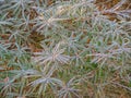 Hippophae frozen leaves with orange-yellow berries. Nature background, wallpaper, interior photo Royalty Free Stock Photo