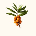 Hippophae fruit isolated on white. Hippophae genus of sea buckthorns, deciduous shrubs in the family Elaeagnaceae