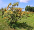 Hippophae is a genus of sea buckthorns, deciduous shrubs i