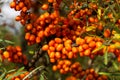 Hippophae rhamnoides also known as common sea buckthorn shrub Royalty Free Stock Photo