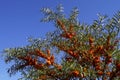 Hippophae rhamnoides and blue sky - October