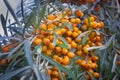 Hippophae rhamnoides. Branch of sea buckthorn with berries