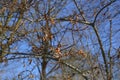 Hippophae rhamnoides elaeagnaceae bush, seabuckthorn deciduois bush closeup with white berries and thorns in march