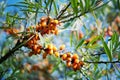 Hippophae rhamnoides female plants with fruit berries detail, common sea buckthorn shrub