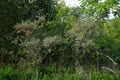 Hippophae rhamnoides grows in September. Berlin, Germany