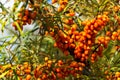 Hippophae rhamnoides also known as common sea buckthorn shrub