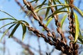 Hippophae rhamnoides male plants detail with female fruit berries background, common sea buckthorn shrub