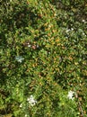 Hippophae rhamnoides, seaberry spring bush