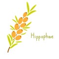 Hippophae vector plant