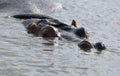 Hippopotam taking sun bath Royalty Free Stock Photo