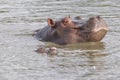 Hippopotam taking sun bath Royalty Free Stock Photo
