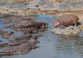 Hippopotami Bathing in a River Royalty Free Stock Photo