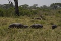 Hippopotami Grazing in Tanzania Royalty Free Stock Photo