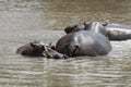 Hippopotami in a Pond in Africa Royalty Free Stock Photo