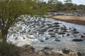 Hippopotami in pool Royalty Free Stock Photo