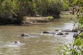 Hippopotami in a River in Africa Royalty Free Stock Photo