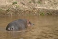 Hippopotamus