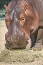 Hippopotamus