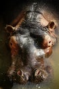 Hippopotamus Royalty Free Stock Photo