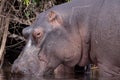 Hippopotamus Royalty Free Stock Photo