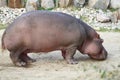 Hippopotamus Royalty Free Stock Photo