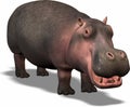 Hippopotamus Royalty Free Stock Photo