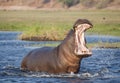 Hippopotamus Royalty Free Stock Photo