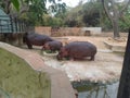 Group of Hippocampus in A zoo in Mysore Royalty Free Stock Photo