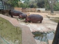 Group of Hippocampus in A zoo in Mysore Royalty Free Stock Photo