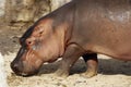 The hippopotamus, also shortened to hippo, is a large semiaquatic mammal native to sub-Saharan Africa Royalty Free Stock Photo