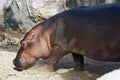 hippopotamus, also shortened to hippo, is a large semiaquatic mammal native to sub-Saharan Africa Royalty Free Stock Photo