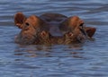 Hippopotamus Hippopotamus amphibius emerging from a pond Royalty Free Stock Photo