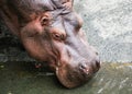 Hippopotamus amphibius or hippo drinking water head closeup Royalty Free Stock Photo