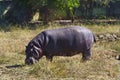 Hippopotamus amphibius