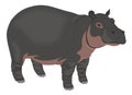 Hippopotamus or Hippopotamus amphibius, illustration