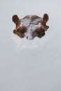 Hippopotamus