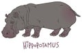 Hippopotamus amphibius or river horse