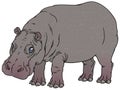 Hippopotamus amphibius or river horse