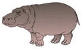 Hippopotamus amphibius or river horse