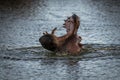A Hippopotamus amphibius roars in the Khwai River, Botswana Royalty Free Stock Photo