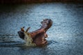 A Hippopotamus amphibius roars in the Khwai River, Botswana Royalty Free Stock Photo