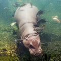 Hippopotamus amphibius, Southafrica