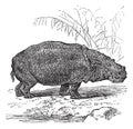 Hippopotamus or Hippopotamus amphibius vintage engraving