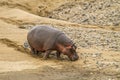 Hippopotamus amphibius, wild hippo grazing in the riverbank