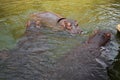 Hippopotamus amphibius, at the zoo. Royalty Free Stock Photo